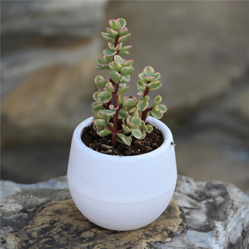 

Mini Home/Garden Desk Planter Plant Flower Pot Decoration 7x7cm HOT Cute Succulents Fleshy Plants Flowerpot Resin Round Small