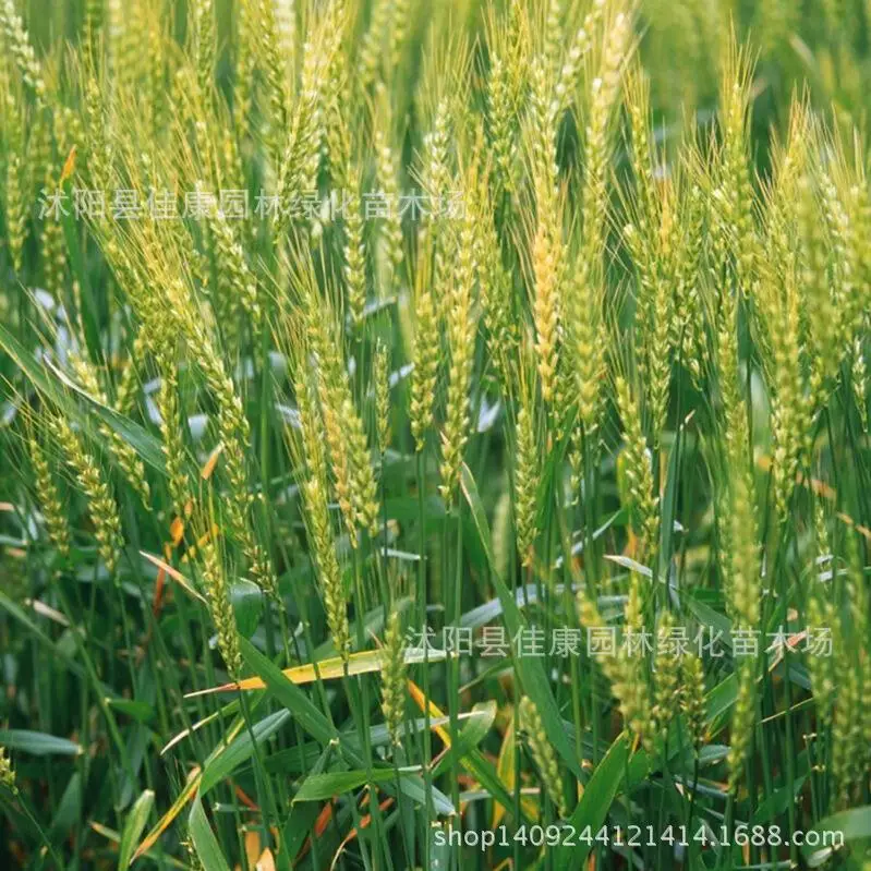 High yield crops of barley crops of wheat plant grass plant rice wheat