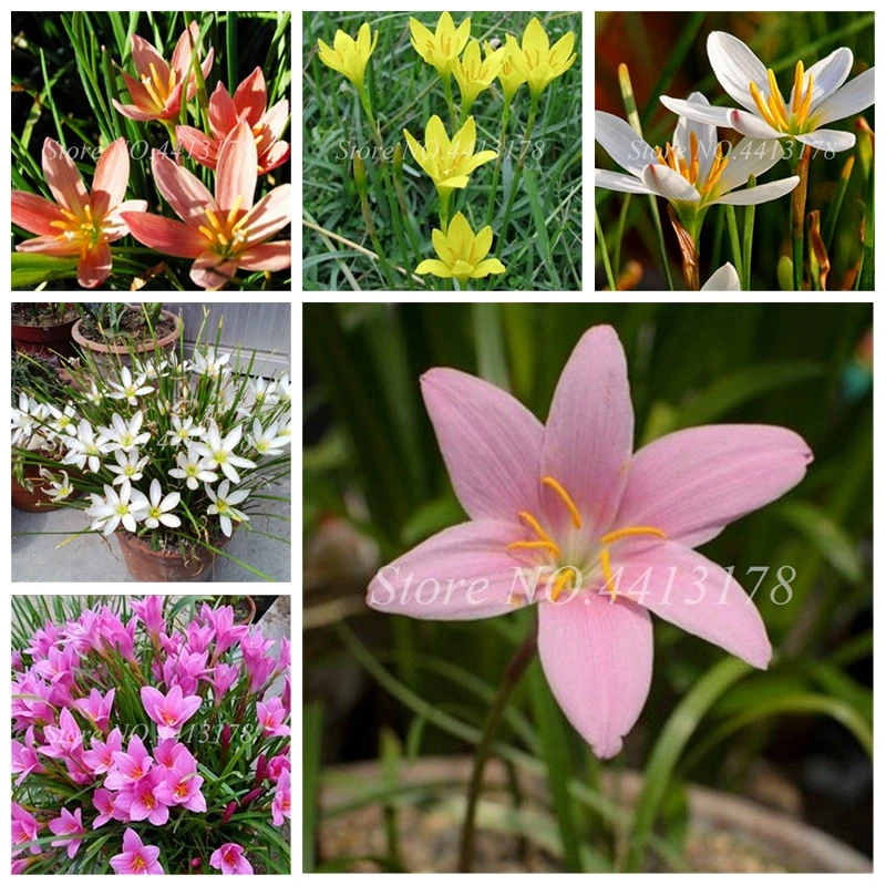 

Imported Zephyranthes Candida Lily Flower Indoor Bonsai Potted Easy Planting Balcony Patio Flower Plant for Home Garden 100pcs