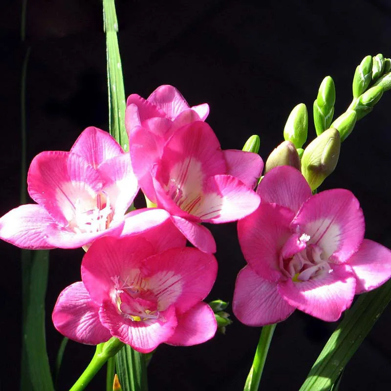 Pink Freesia Seeds Freesia Flower Pot Garden Seeds Garden Terrace