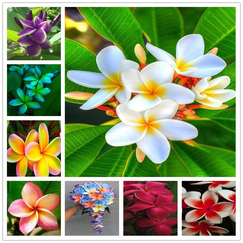 100pcs seeds Plumeria Hawaiian Foam Frangipani Flower For Wedding Party Decoration Romance