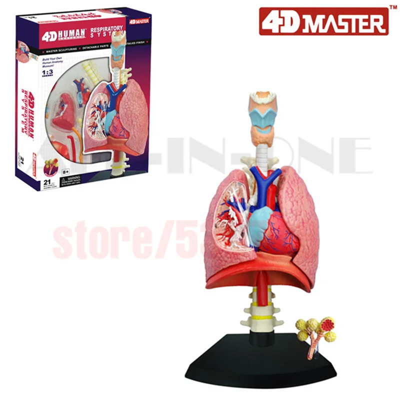 

4D Master Respiration System 1:3 odontologia Human in trauma Anatomy anatomical skull human skeleton anatomical model for sale