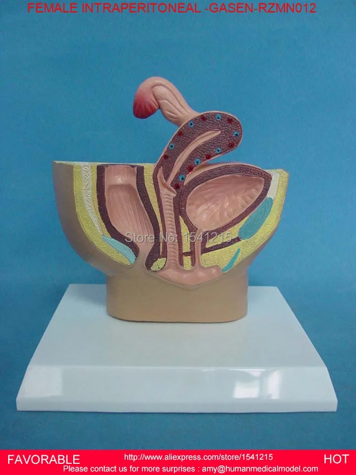 

FEMALE GENITOURINARY SYSTEM MODEL FEMALE PELVIC ANATOMY MODEL FEMALE GENITAL MODEL UTERUS MODEL,FEMALE CELIAC -GASEN-RZMN012