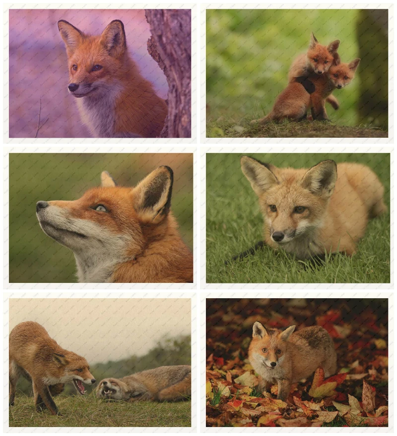 

Fox beautiful animal decorative painting Poster/wall sticker/Yellow kraft poster Retro Poster Decorative Painting
