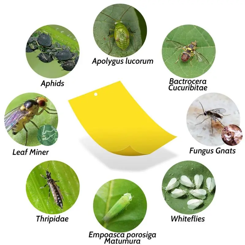 

Dual-Sided Yellow Sticky Traps for Flying Plant Insect (10x4 Inch, Included 30pcs Twist Ties) 30 Pack