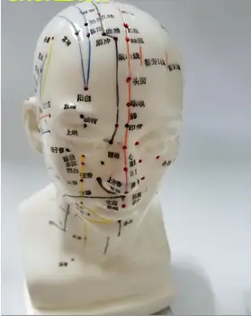 

Meridian Model PVC Human Acupuncture Point Human Head Acupuncture Points Model Human Model 20cm Medical Education Appliances