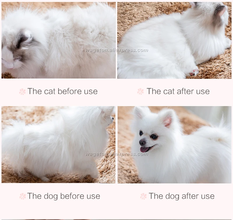 9 dog accessories 