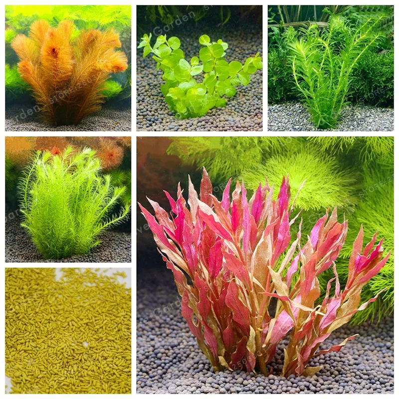 Buy Aquarium Plant Seeds Mixed Water Grasses Random