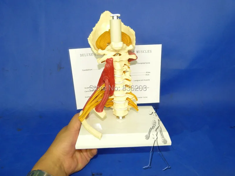 Роскошный мускулированный шейный модель позвонков Скелет горло анатомический череп для изучения анатомии скульптура голова тело модель мышцы кости художника