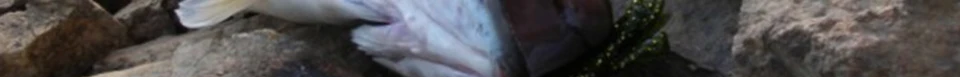 ENG_53