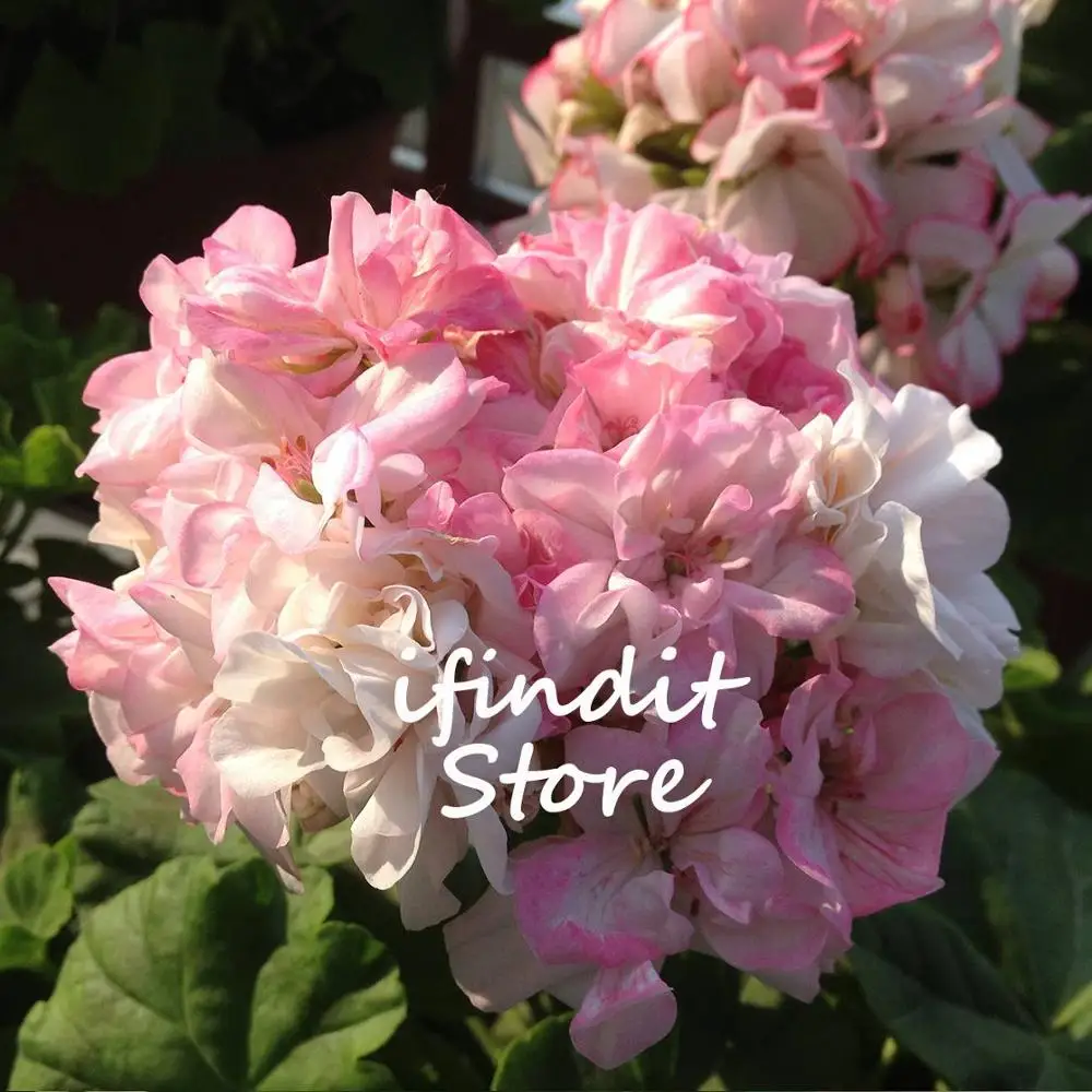 

5pcs Bonsai Climbing Geranium Pelargonium Peltatum Tree Bonsai Perennial Flower Indoor Rooms Seedsplant for Home Garden