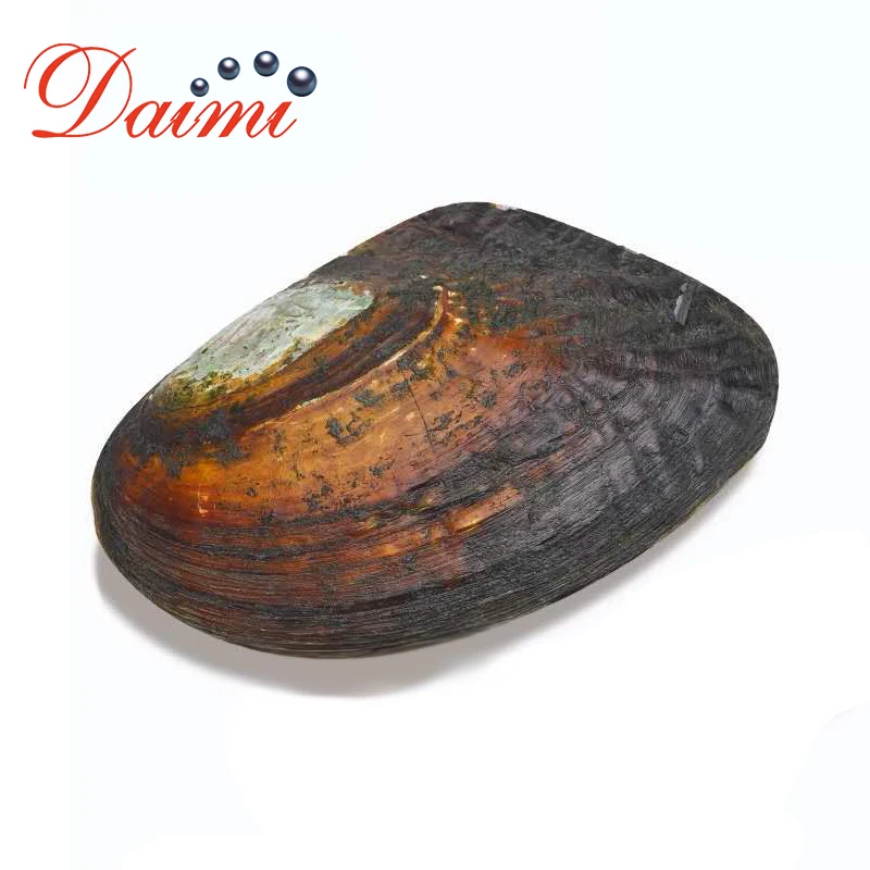 

PRESALE DAIMI Open Pearl Mussel Random Pearl One-on-One Open Oyster Live Stream