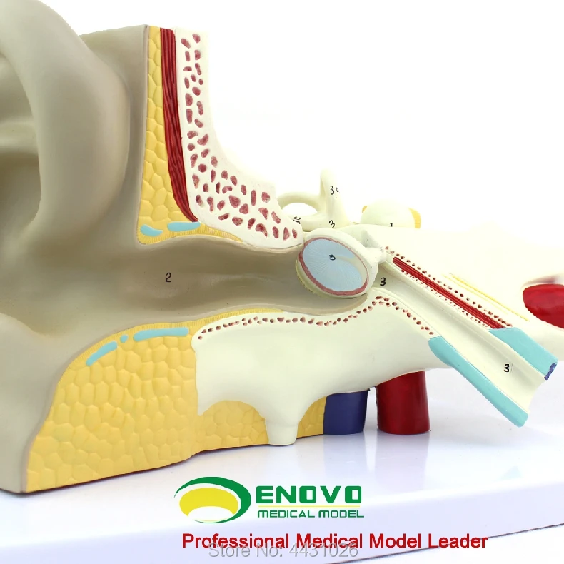 ENOVO медицинский модель человеческого уха Внутреннее ухо лабиринт слуха системы органов модель