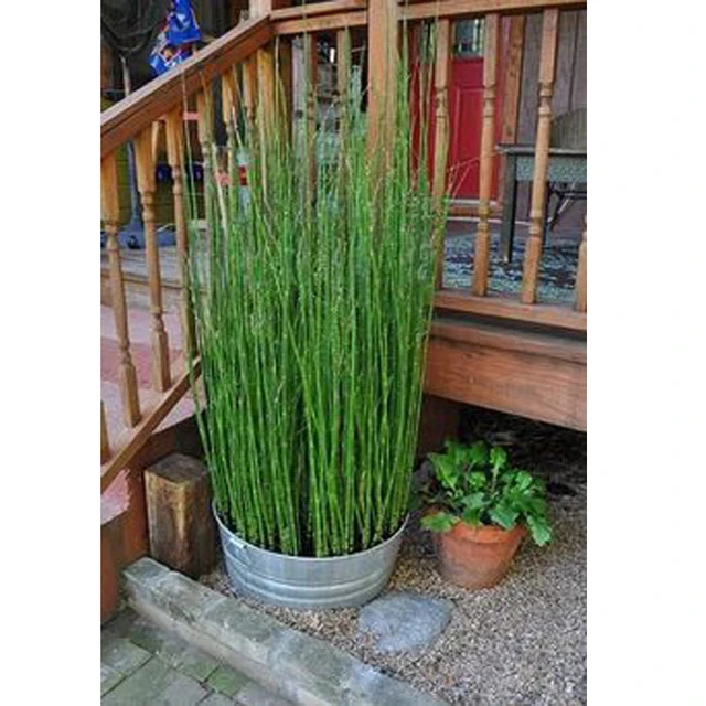 Rare Mini Moso Bamboo Seeds, 50pcs/pack