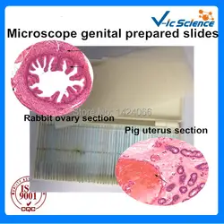 Микроскоп генитальная система готовые слайды