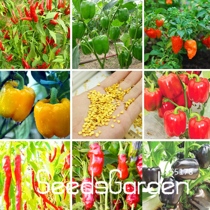 Семена перцев маленькие. Болгарский перец мини сорта. Семена перцев маленькие. Перец мавр. Семена перцев маленькие.