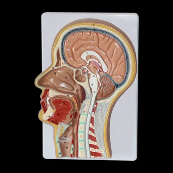 

1:1 Life Size Pharyngeal Muscle Throat Mouth Nose Tongue Muscle Anatomical Model Medical Organs Head Anatomy Teaching Supplies