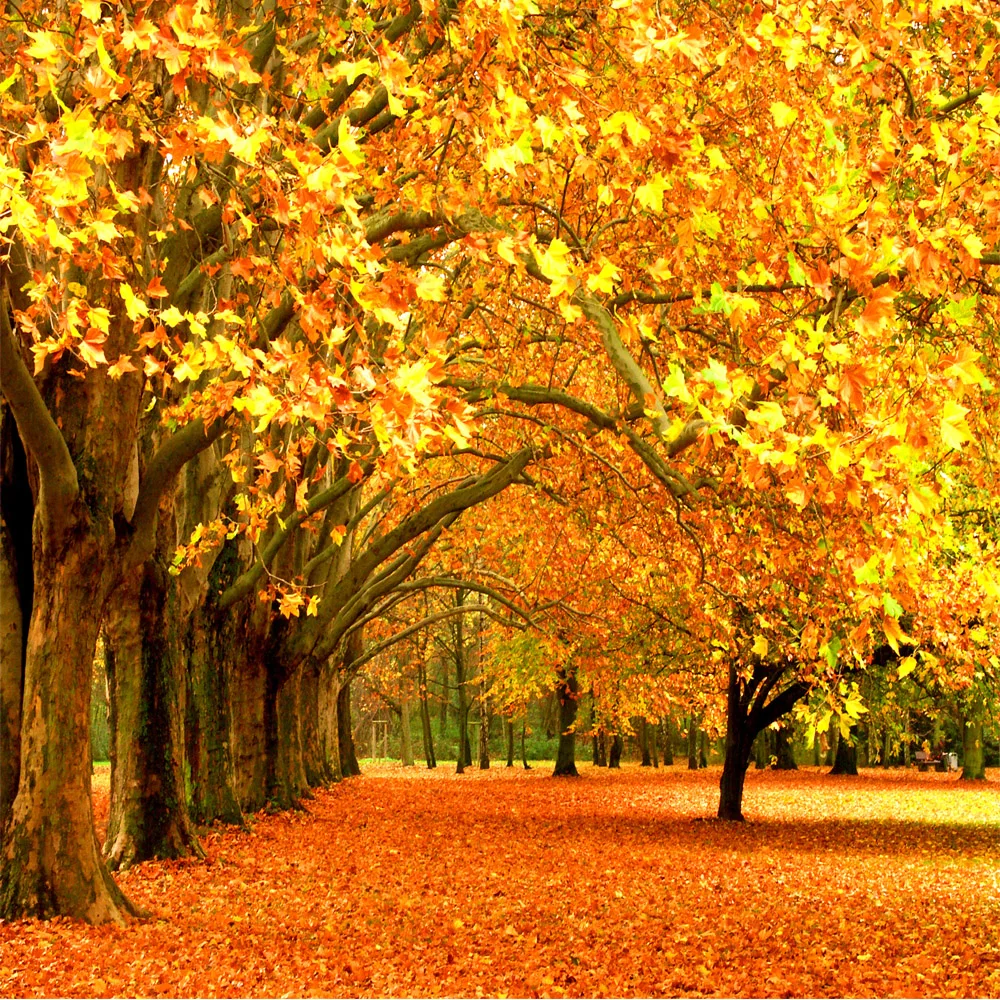 JUSTXIANG Photo Background Autumn Leaves Landscape Themed Portrait for Newborn Baby Wedding Vinyl Fabric Decorate Color : Green1, Size : 10x20ft JUSTXIANG Photo Background Autumn Leaves Landscape Themed Portrait for Newborn Baby Wedding Vinyl Fabric Decorate Color : Green1, Size : 10x20ft