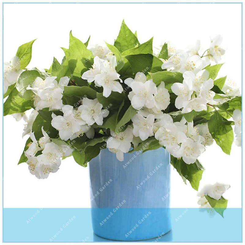 Buy ZLKING 30pcs White jasmine Arabian jasmine
