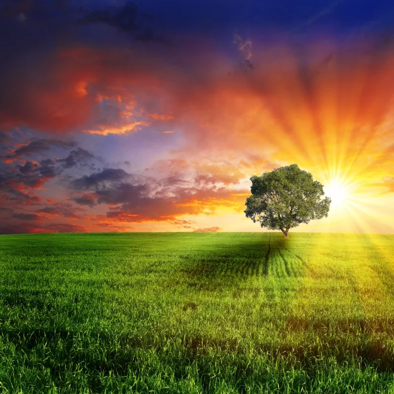 

Laeacco Field Grassland Tree Sky Sunset Scenic Portrait Photo Backgrounds Customized Photographic Backdrops For Photo Studio
