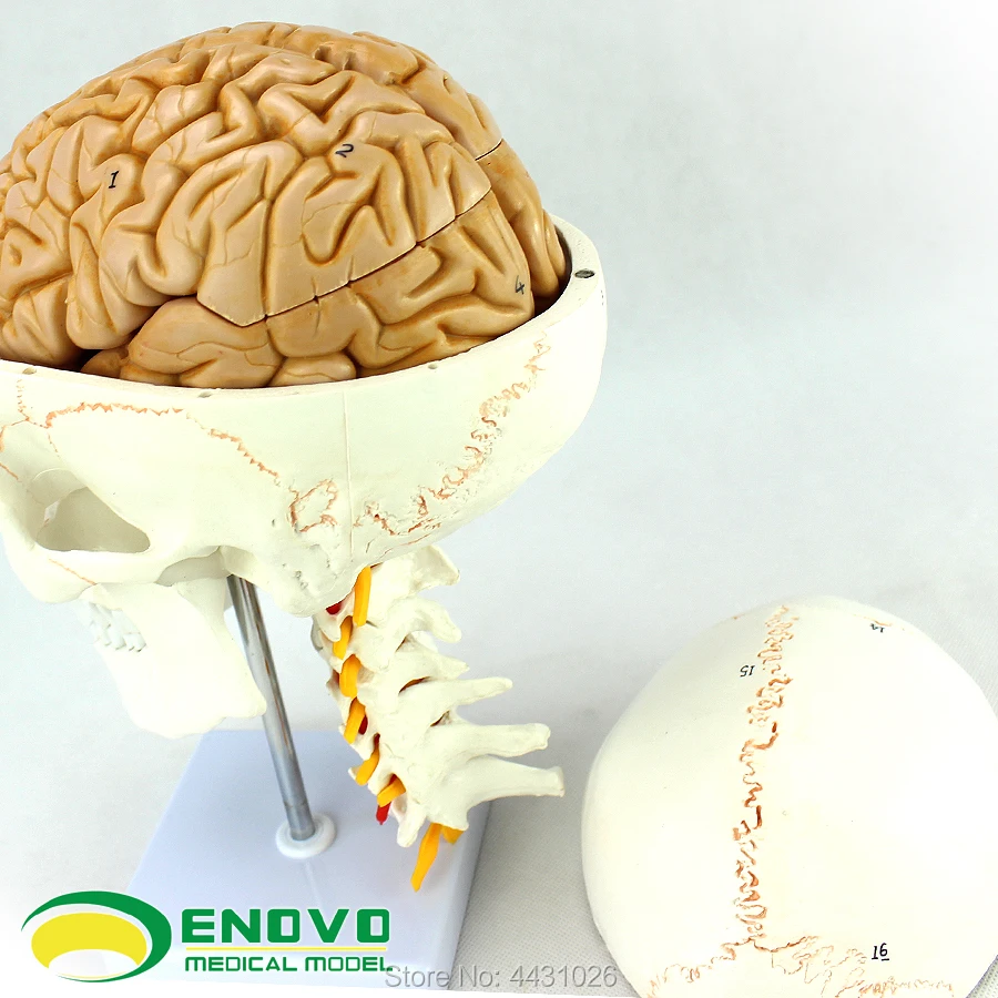 ENOVO череп модель медицинского человека. черепа мозг Модель 1:1 Анатомия мозга и Отдел нейрохирургии