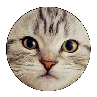 5 шт. 16 мм 20 мм 25 мм черная кошка для любителей домашних животных кошка с двумя ушами ручная работа фото стекло кабошоны Кабошоны ювелирные аксессуары - Цвет: 003