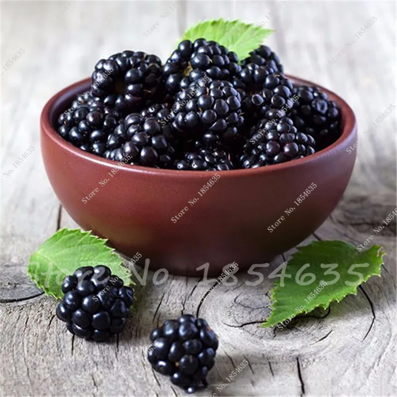 Buy 200 Pcs Blackberry Seeds Free Shipping