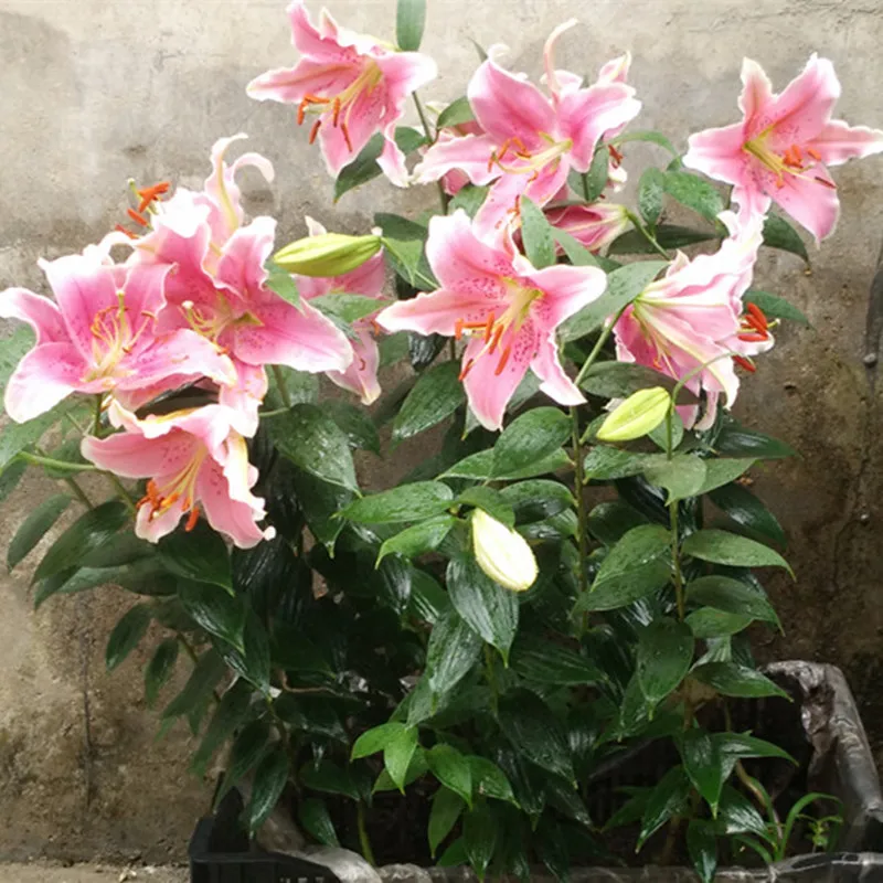elegant and beautiful Lily Plant bonsais Bonsai Plant Flower bonsais for Home Garden 30pcs elegant and beautiful Lily Plant bonsais Bonsai Plant Flower bonsais for Home Garden 30pcs