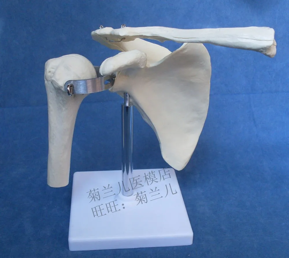 Анатомическая скелетных модель ключицы совместных человека лопатки