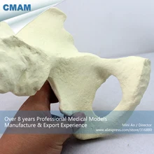 12316/модель ортопедической подготовки скелета, медицинская научная образовательная анатомическая модель обучения