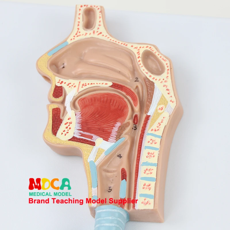 Медицинское обучение альвеолярной доле, бронху, орофаринксу и гортани в модели рельефа дыхательной системы человека MHXXT001