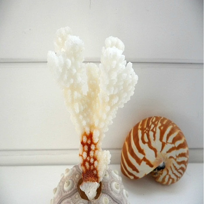 

Natural white decorative coral branches conchas shell mediterranean style wedding decoration aquarium accessories