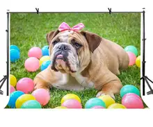 7x5ft Bulldog Backdrop Cute Bulldog Colorful Balloon Green Grass Photography Background and Studio Photography Backdrop Props 7x5ft Bulldog Backdrop Cute Bulldog Colorful Balloon Green Grass Photography Background and Studio Photography Backdrop Props