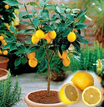 10PCS/BAG Edible Fruit Meyer Lemon Seeds, Exotic Citrus Bonsai Lemon Tree Fresh Seeds