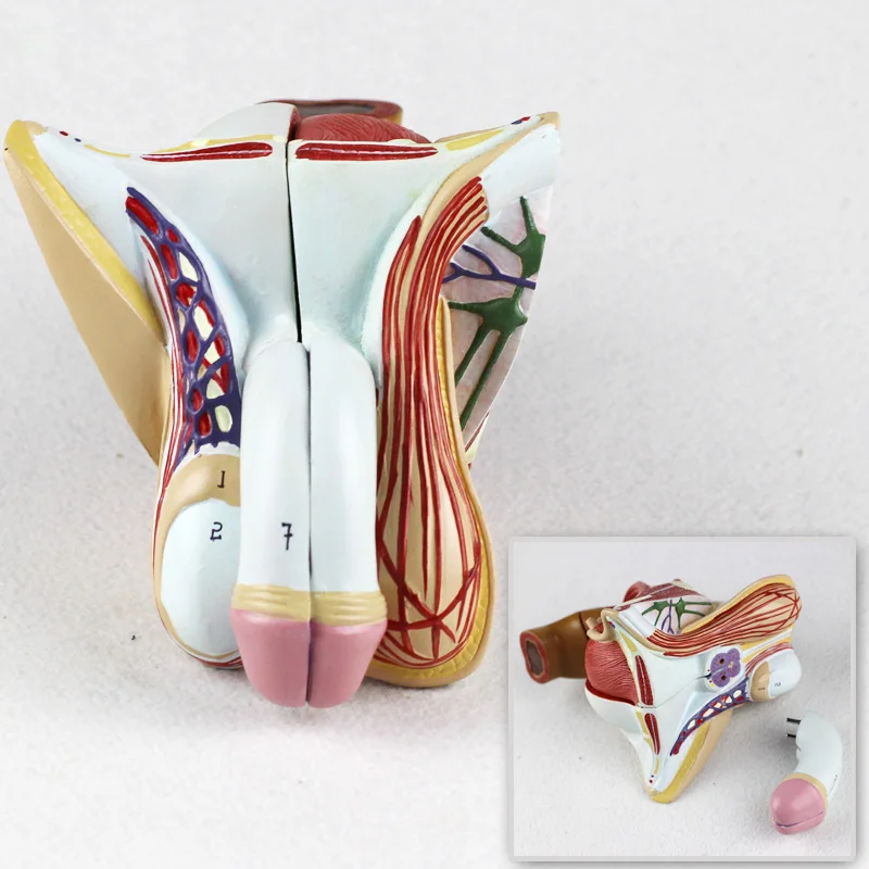 Reproductive Health PVC Male Priapus Genital Organ System Testicular