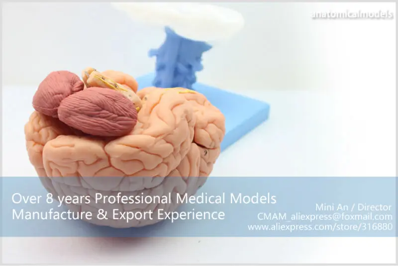 BRAIN06 CMAM BRAIN ANATOMICAL MODEL 15-PARTS 8