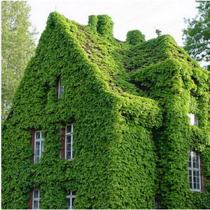 

100pcs/Pack Green Boston Ivy bonsais Ivy bonsai For DIY Home & Garden Outdoor Plants bonsais bonsai Drop Shipping