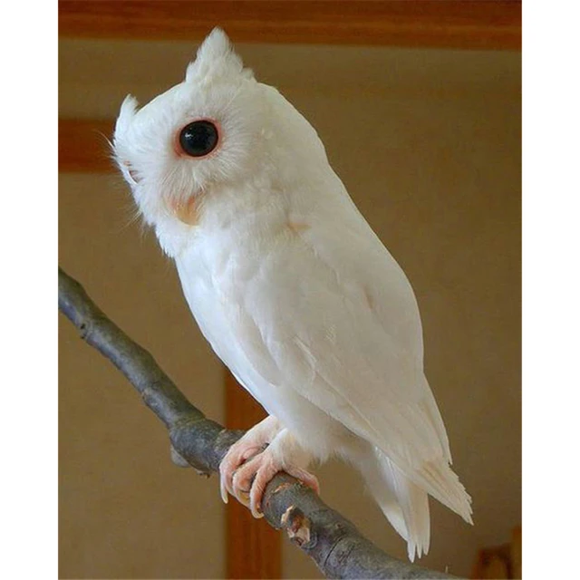 White Owl 5d Diy Home Decor Needlework Animal Diamond Painting Cross White Owl 5d Diy Home Decor Needlework Animal Diamond Painting Cross Sch Rhinestone Mosaic