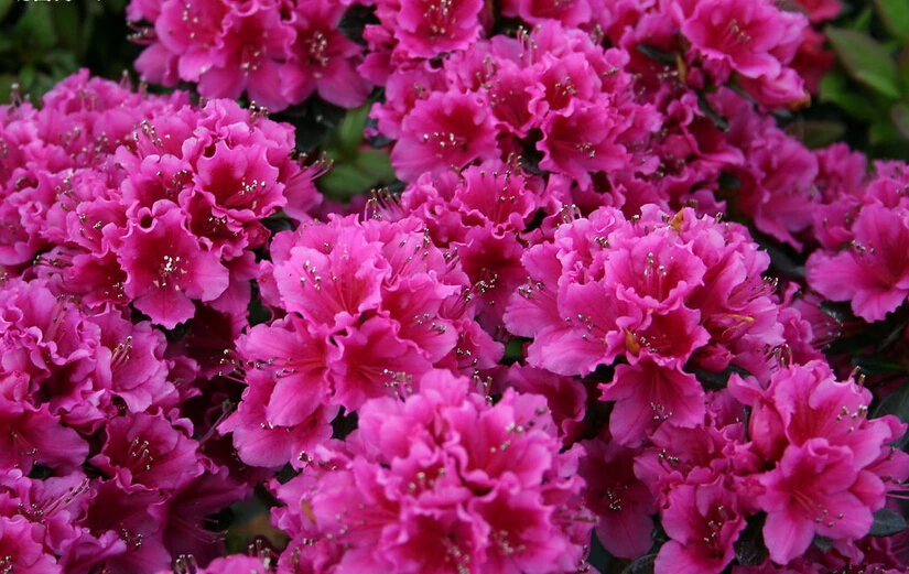 azalea rhododendron simsii Planch red flowers fruit is edible to eatin