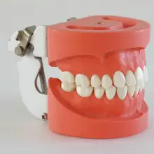 1pc dental teaching teeth models dental study teeth models 28pcs teeth, hard gum, FE jaw frame for dentistry and oral care