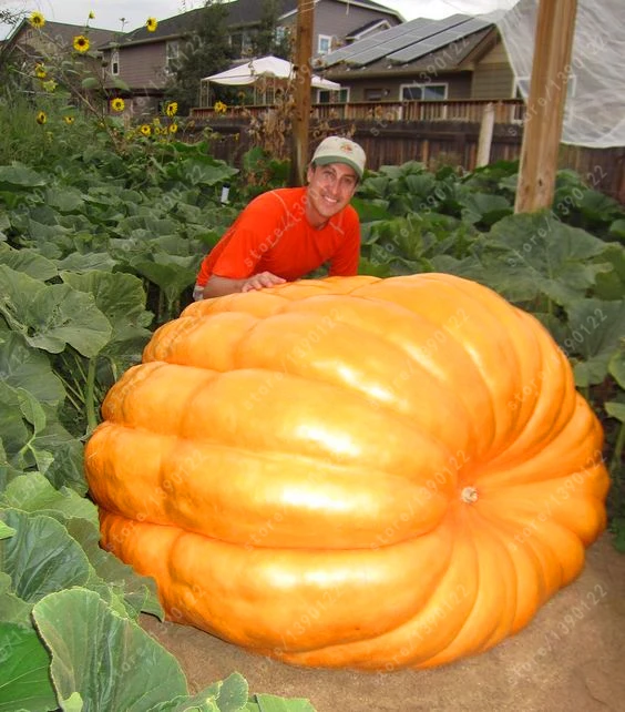 20Pcs giant pumpkin seeds halloween pumpkin organic seeds Vegetables Nutrient-rich food NON-GMO Edible plants for home garden