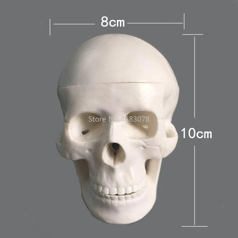 Анатомическая анатомическая Смола голова Скелет Череп обучающая модель Съемная школьная обучающая человеческая голова череп модель 10x8x7 см