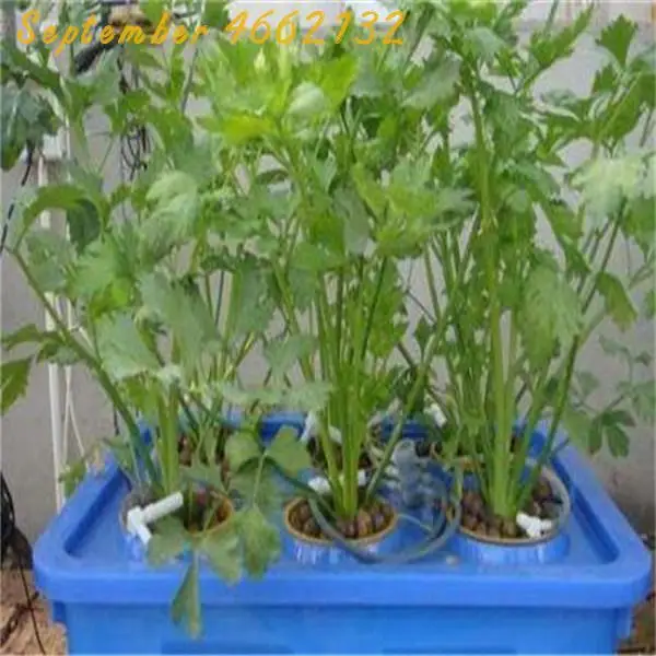 High quality 500 PCS Parsley bonsai Concentrated Flavor And Tender Crisp Celery plant small home garden cultivation High quality 500 PCS Parsley bonsai Concentrated Flavor And Tender Crisp Celery plant small home garden cultivation