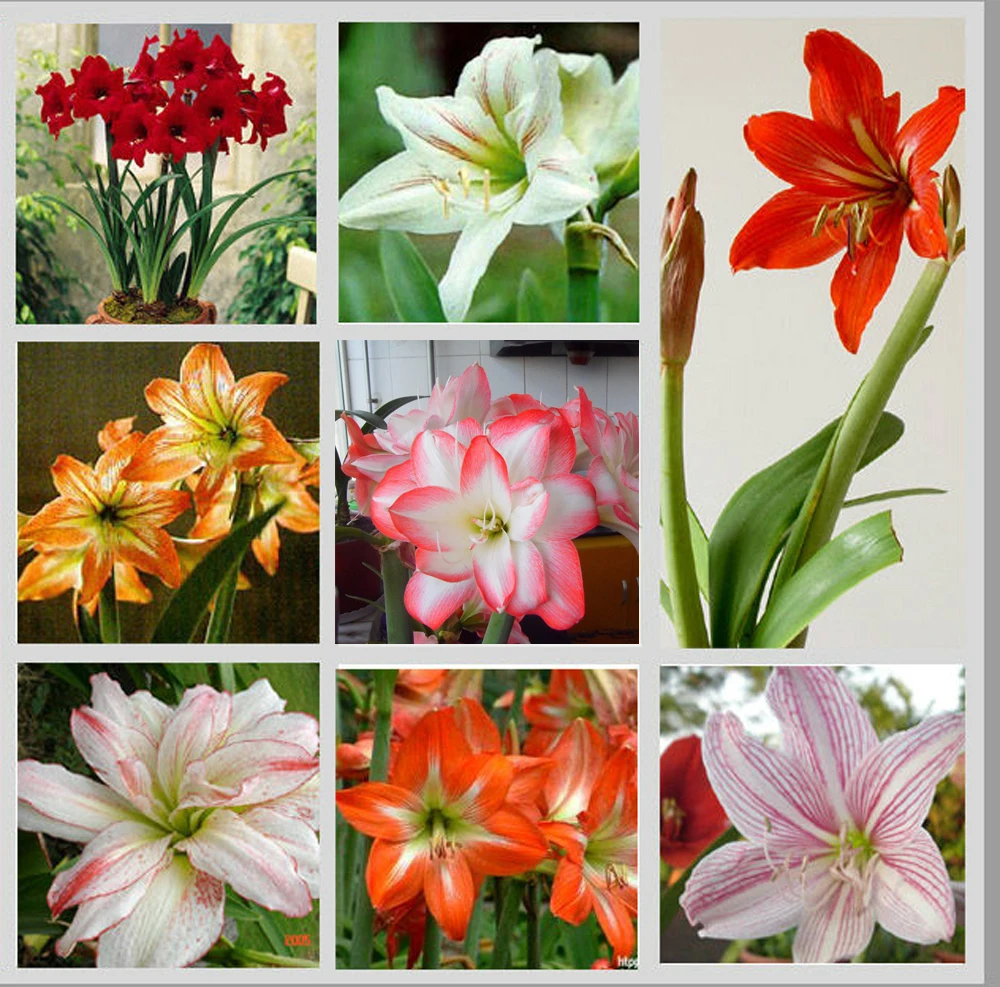 

New year 100 pcs Amaryllis Multicolor Balcony Bonsai Hippeastrum petals Amaryllis Barbadoslily Flower Plant