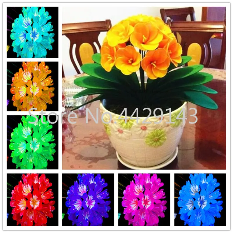 

100 Pcs Gorgeous Clivia bonsai (Kaffir Lily ), Rare Bonsai plants,Indoor Plant Clivia Miniata Flowers flores for Home Garden