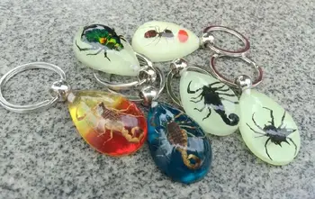 

FREE SHIPPING 12 pcs High Quality Real Scorpion Mix Fashion Insect Key Chain