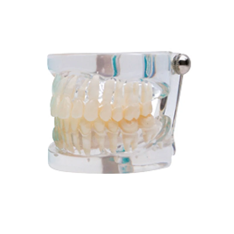 

1PC Science Supply Solutions Tooth Care child kid Dental Teaching Study Model Adult Standard