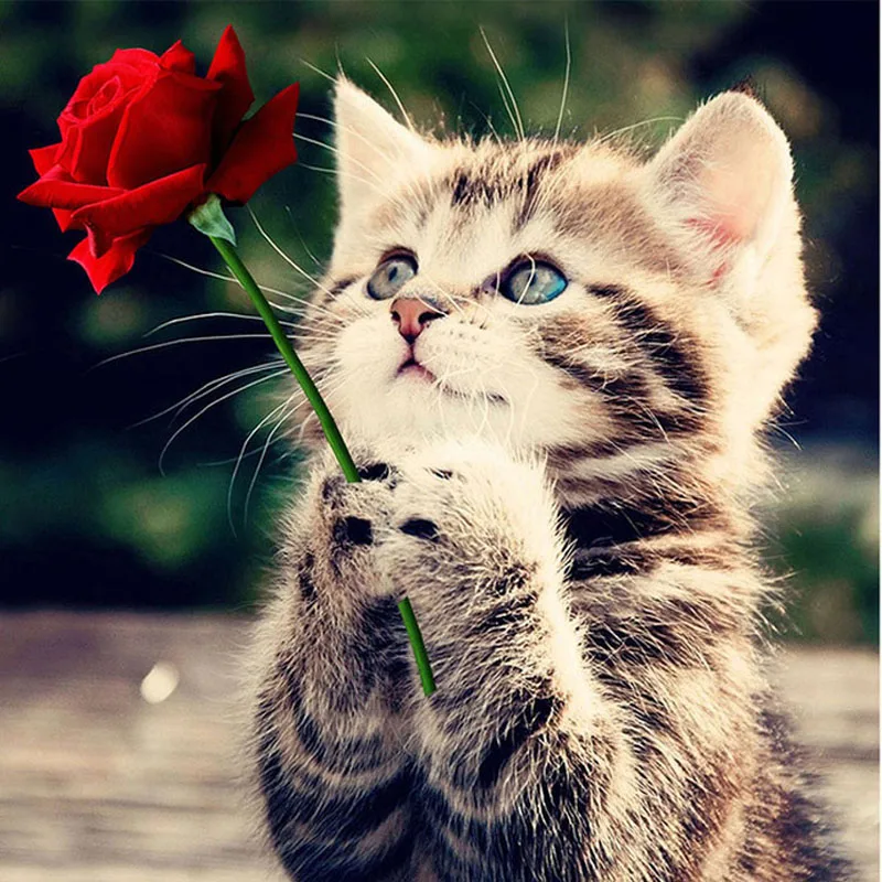 Diamond Painting animals Cross Stitch DIY Crafts Embroidery Round/square Rose cat Picture Needlework Gift | Дом и сад