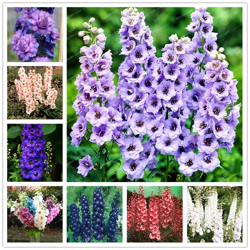 

101 Pcs Colourful Delphinium Bonsai Japan Beautiful plants colorful variety Chinese Charming Plant