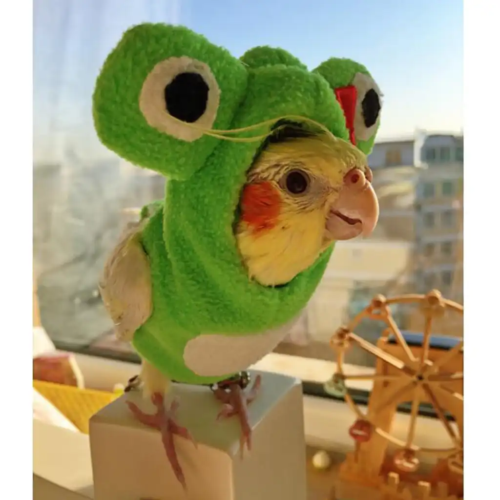 Fashion Bird Hoodies Parrot Bird Cockatiel Cockatoo Parakeet Clothes